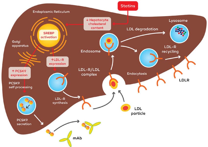 PCSK9-Inhibitor Molekülstruktur