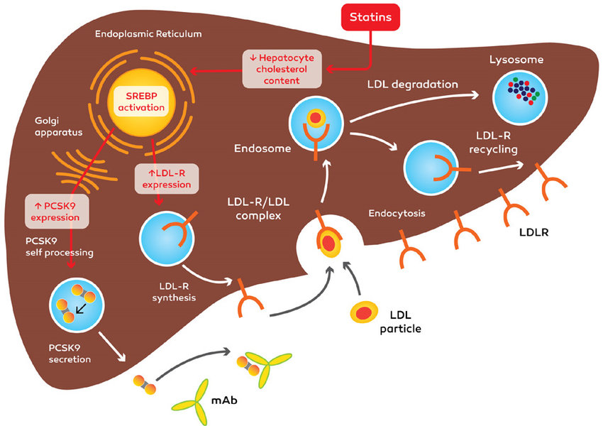 PCSK9-Inhibitor Molekülstruktur
